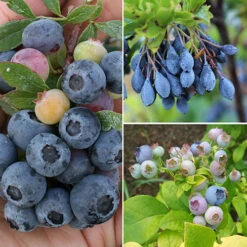 Ericaceous Compost 60L -Garden Bulbs Store 100042 3