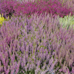 Ericaceous Compost 60L -Garden Bulbs Store 100042 4