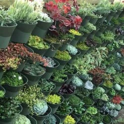 WonderWall Vertical Growing System - 10 Sections -Garden Bulbs Store 130246 6