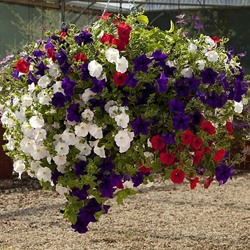 Easy Fill Hanging Baskets 38cm (15in) Pair 9 Easy Fill Hanging Baskets 38cm (15in) Pair - Image 7