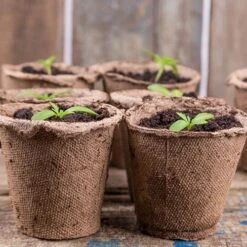 Skelly Tray X 3 And 36 Jiffy Bio Pots -Garden Bulbs Store 130325 3