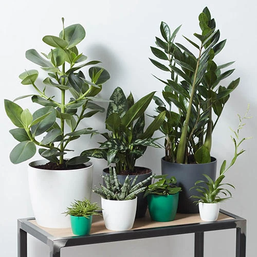 Houseplant Pot Cover 25cm-Anthracite 4 Houseplant Pot Cover 25cm-Anthracite - Image 2