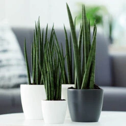 Houseplant Pot Cover 25cm-Anthracite 7 Houseplant Pot Cover 25cm-Anthracite -Garden Bulbs Store 130475 2