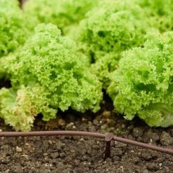 Flopro Beds & Borders Watering Kit -Garden Bulbs Store 161002 2