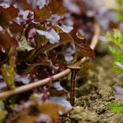 Flopro Beds & Borders Watering Kit -Garden Bulbs Store 161002 4