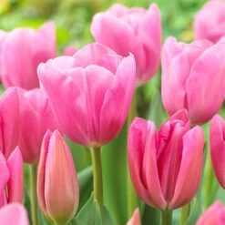 Outdoor Narcissi And Tulip Bucket Planter 8 Outdoor Narcissi And Tulip Bucket Planter -Garden Bulbs Store 161135 2