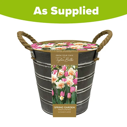 Outdoor Narcissi And Tulip Bucket Planter 6 Outdoor Narcissi And Tulip Bucket Planter - Image 4