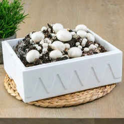 Grow Your Own White Mushroom Kit -Garden Bulbs Store 161139 1