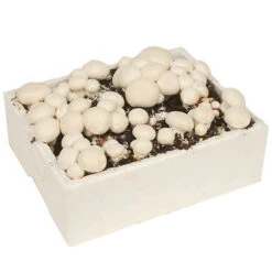 Grow Your Own White Mushroom Kit -Garden Bulbs Store 161139 2