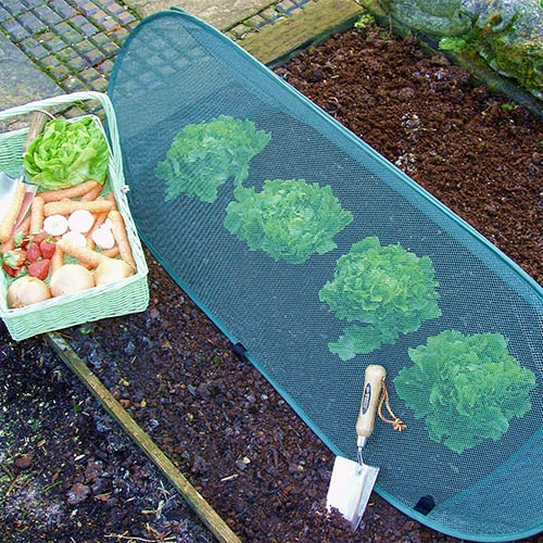 Pop Up Mini Grow Tunnel Cloche 3 Pop Up Mini Grow Tunnel Cloche