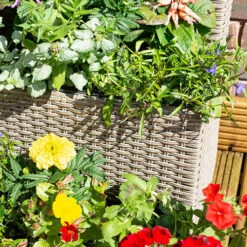 Tiered Rattan Planter In Natural -Garden Bulbs Store 161443 1
