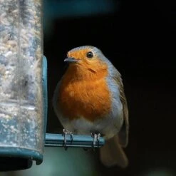 All Year Round DeLuxe 14 Ingredient Wild Bird Food 15 All Year Round DeLuxe 14 Ingredient Wild Bird Food -Garden Bulbs Store 190005 4