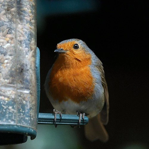 All Year Round DeLuxe 14 Ingredient Wild Bird Food 7 All Year Round DeLuxe 14 Ingredient Wild Bird Food - Image 5