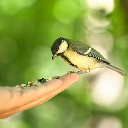 All Year Round DeLuxe 14 Ingredient Wild Bird Food 8 All Year Round DeLuxe 14 Ingredient Wild Bird Food - Image 6