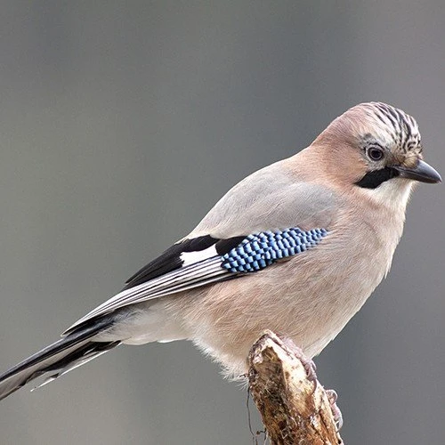 All Year Round DeLuxe 14 Ingredient Wild Bird Food 11 All Year Round DeLuxe 14 Ingredient Wild Bird Food - Image 9