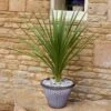 Pair Of Cordyline And Decorative Planters