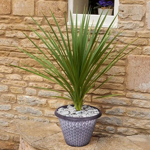 Pair Of Cordyline And Decorative Planters 3 Pair Of Cordyline And Decorative Planters