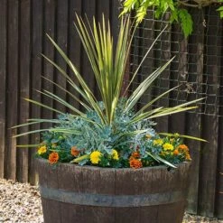 Pair Of Cordyline And Decorative Planters 8 Pair Of Cordyline And Decorative Planters -Garden Bulbs Store 200414 1