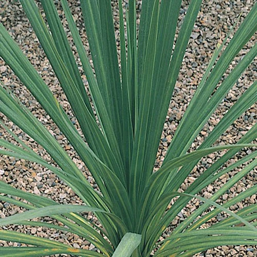 Pair Of Cordyline And Decorative Planters 5 Pair Of Cordyline And Decorative Planters - Image 3
