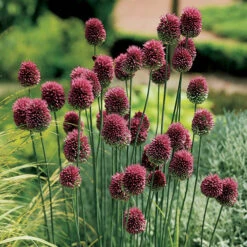 Spring Flowering 150 Bulb Collection 10 Spring Flowering 150 Bulb Collection -Garden Bulbs Store 200549 2