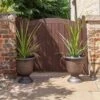 Pair Of Cordyline And Decorative Stripe Urns 1 Pair Of Cordyline And Decorative Stripe Urns -Garden Bulbs Store 200565