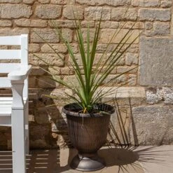 Pair Of Cordyline And Decorative Stripe Urns 8 Pair Of Cordyline And Decorative Stripe Urns -Garden Bulbs Store 200565 1