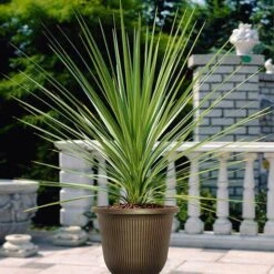 Pair Of Cordyline And Decorative Stripe Urns 9 Pair Of Cordyline And Decorative Stripe Urns -Garden Bulbs Store 200565 2