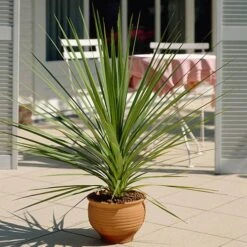 Pair Of Cordyline And Decorative Stripe Urns 10 Pair Of Cordyline And Decorative Stripe Urns -Garden Bulbs Store 200565 3