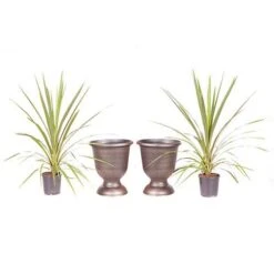 Pair Of Cordyline And Decorative Stripe Urns 11 Pair Of Cordyline And Decorative Stripe Urns -Garden Bulbs Store 200565 4