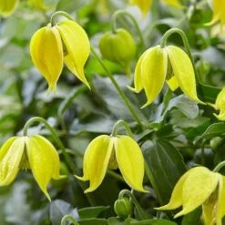 Basket Clematis Tangutica 'Little Lemons' 7cm X 2