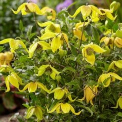 Basket Clematis Tangutica 'Little Lemons' 7cm X 2 -Garden Bulbs Store 200747 3