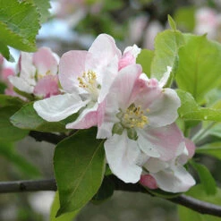 Garden Bulbs Store -Garden Bulbs Store 300001 1