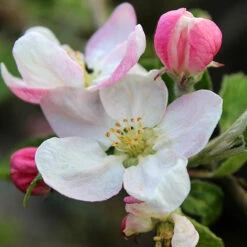 'Braeburn' Apple 15 'Braeburn' Apple -Garden Bulbs Store 300001 6