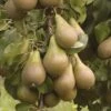 'Conference' Pear Tree -Garden Bulbs Store 300003