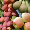 Mini Orchard Fruit Tree Collection -Garden Bulbs Store 300004