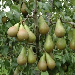 Mini Orchard Fruit Tree Collection -Garden Bulbs Store 300004 4