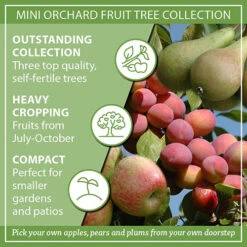 Mini Orchard Fruit Tree Collection -Garden Bulbs Store 300004 8