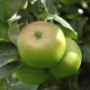 'Bramley' Apple Tree -Garden Bulbs Store 300006