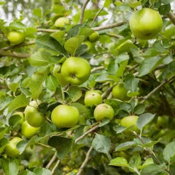 Garden Bulbs Store -Garden Bulbs Store 300006 1