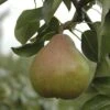 Pear 'Doyenne Du Comice' Tree -Garden Bulbs Store 300009