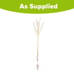 Peach 'Redhaven' Tree 11 Peach 'Redhaven' Tree -Garden Bulbs Store 300010 4