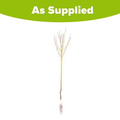 Peach 'Redhaven' Tree 7 Peach 'Redhaven' Tree - Image 5