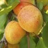 Apricot 'Early Moorpark' Tree 1 Apricot 'Early Moorpark' Tree -Garden Bulbs Store 300011