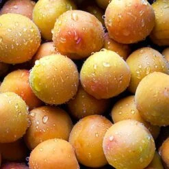 Apricot 'Early Moorpark' Tree 9 Apricot 'Early Moorpark' Tree -Garden Bulbs Store 300011 2