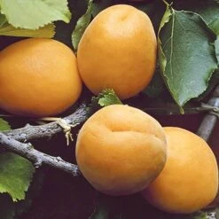 Apricot 'Early Moorpark' Tree 10 Apricot 'Early Moorpark' Tree -Garden Bulbs Store 300011 3