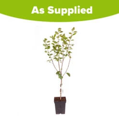 Plum 'Victoria' -Garden Bulbs Store 300025 6