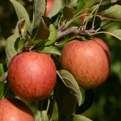 Apple 'Braeburn' Tree -Garden Bulbs Store 300031 5