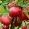 Apple Malus Domestica 'Discovery' 2 Apple Malus Domestica 'Discovery' -Garden Bulbs Store 300040