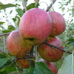 Apple Malus Domestica 'Discovery' -Garden Bulbs Store 300040 1