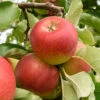 Apple 'Gala' Tree -Garden Bulbs Store 300041